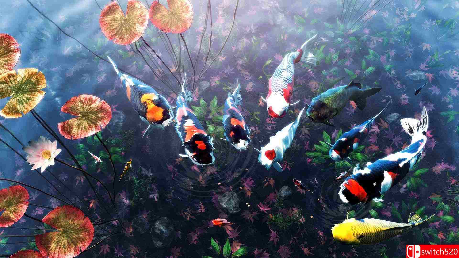 《我的锦鲤池（My Koi）》官方中文 Build 13764963 P2P硬盘版[CN/TW/EN/JP]_4