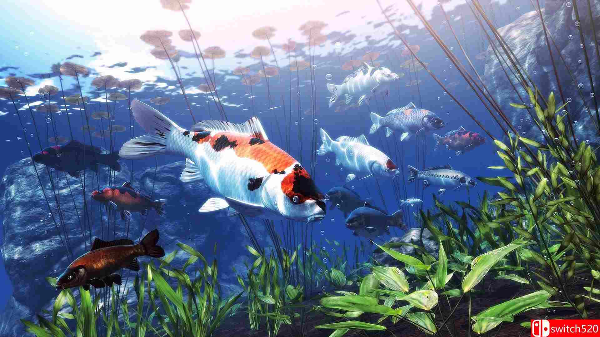 《我的锦鲤池（My Koi）》官方中文 Build 13764963 P2P硬盘版[CN/TW/EN/JP]_1