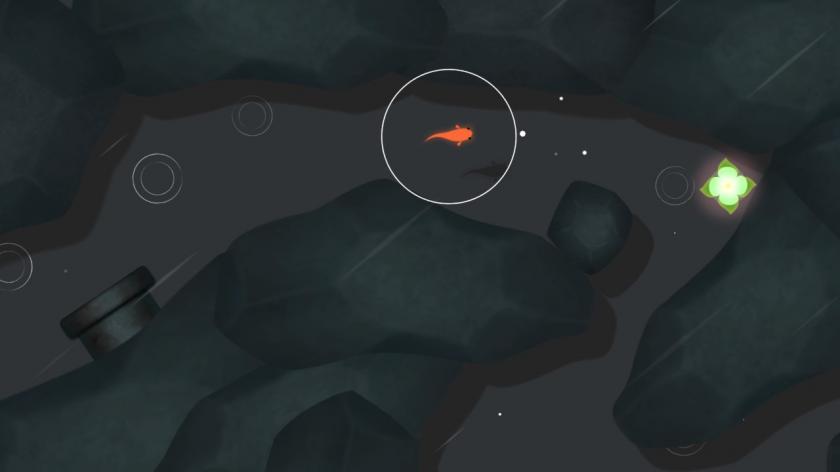 鲤 KOI_2